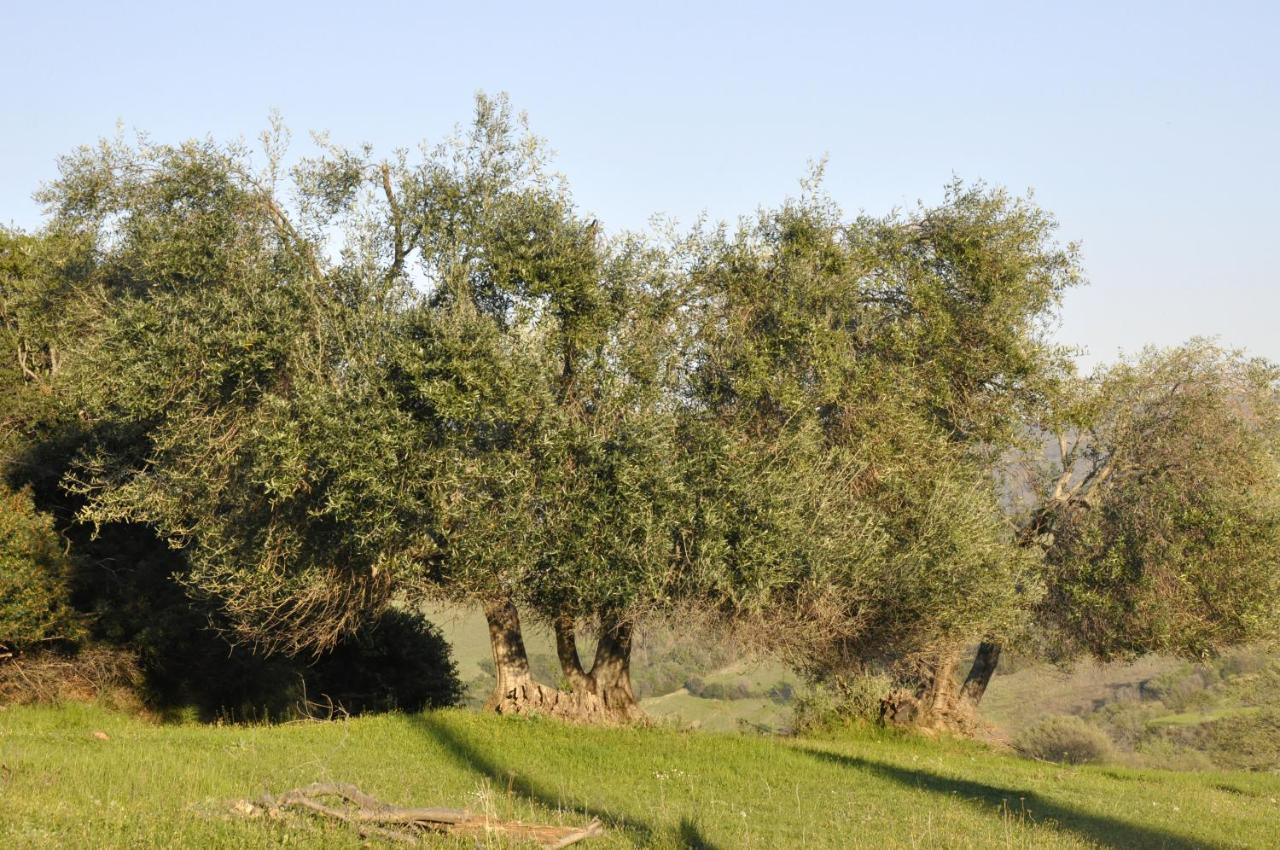 La Colombera In Toscana 로칼베냐 외부 사진